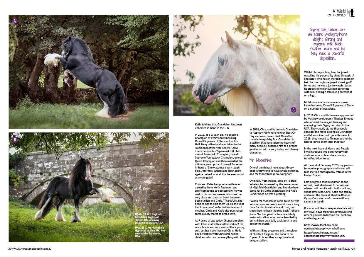 Equine Photography by Rachel Flynn